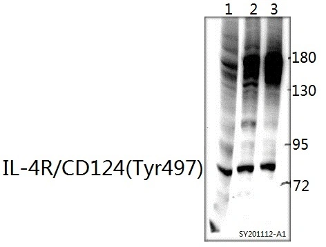 Il-4r/CD124 (Tyr497) Polyclonal Antibody