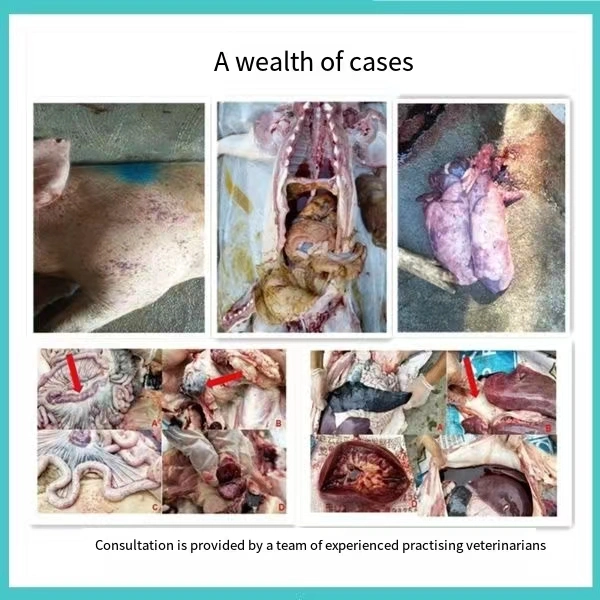 Infectious Diseases Caused by Gram-Positive Bacteria Susceptible to Mycoplasma Tartrate for Veterinary Injection