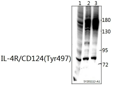 ポリクローナル抗体 Il-4r/CD124 (Tyr497)。